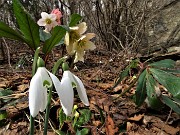 47 Bucanevi (Galanthus nivalis) ed ellebori (helleborus niger)